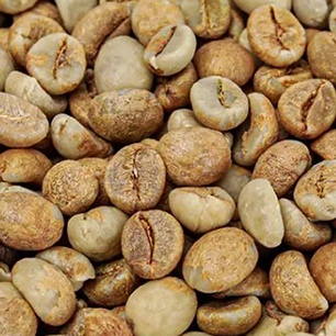Typica